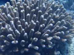 Pocillopora