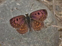 Lycaena boldenarum