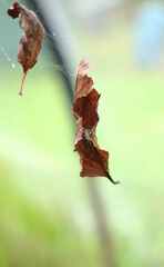 Phonognatha graeffei