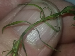 Callitriche palustris