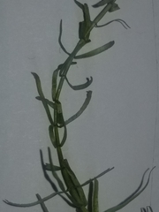 Callitriche palustris