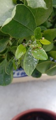 Diaphorina citri