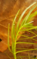 Callitriche palustris