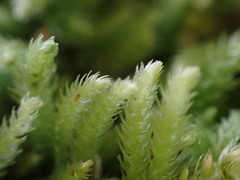 Claopodium