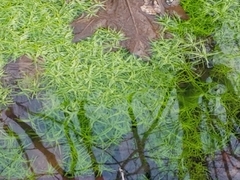 Callitriche palustris