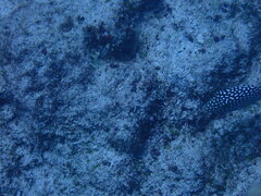 Canthigaster jactator