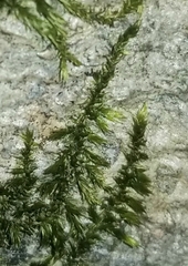 Drummondia prorepens