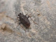 Saldidae