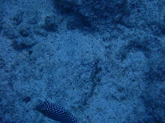 Canthigaster jactator