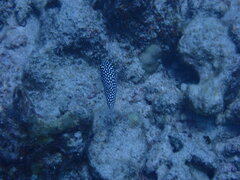 Canthigaster jactator