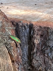 Buprestis aurulenta