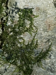 Drummondia prorepens