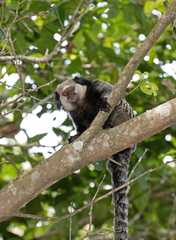 Callithrix geoffroyi