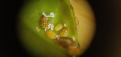 Diaphorina citri