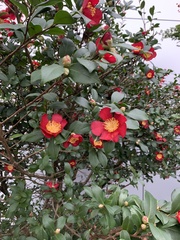 Camellia