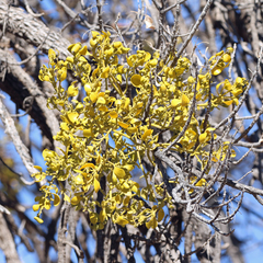 Phoradendron macrophyllum