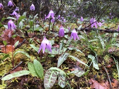 Erythronium hendersonii