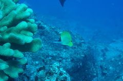 Forcipiger flavissimus