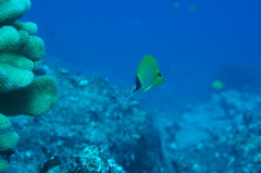 Forcipiger flavissimus