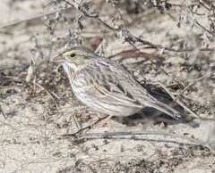 Passerculus sandwichensis princeps