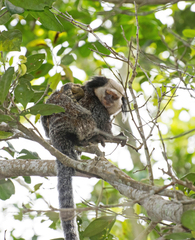 Callithrix geoffroyi