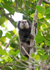 Callithrix geoffroyi