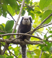 Callithrix geoffroyi