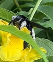 Xylocopa