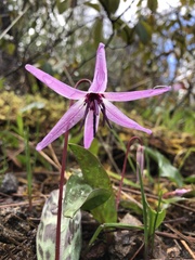 Erythronium hendersonii