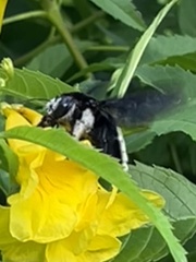 Xylocopa