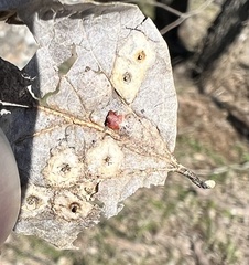 Pachypsylla celtidismamma