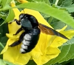 Xylocopa