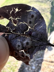 Pachypsylla celtidismamma