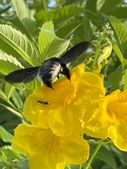 Xylocopa