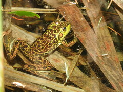 Lithobates septentrionalis