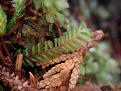 Plagiochila porelloides