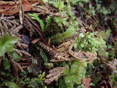 Plagiochila porelloides