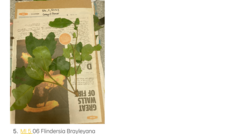 Flindersia brayleyana