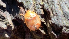 Paropsisterna m-fuscum