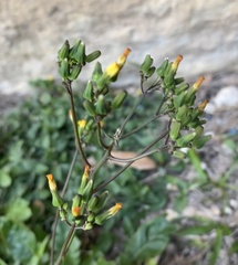 Youngia