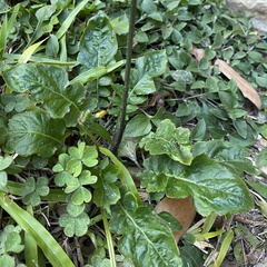Youngia