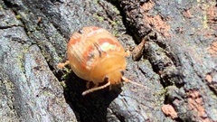 Paropsisterna m-fuscum