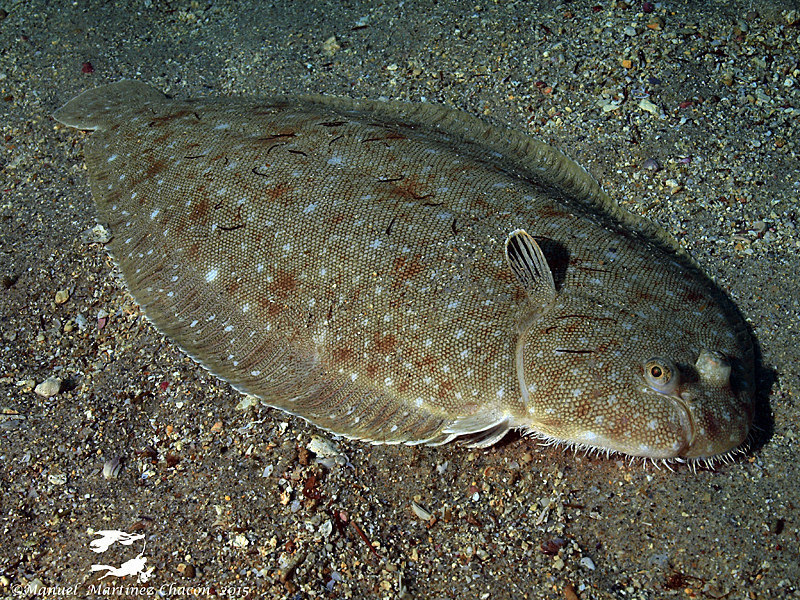 Senegalese Sole from Isla de Tarifa on October 04, 2015 by whodden ...