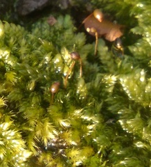 Brachytheciastrum velutinum