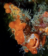 Didemnum conchyliatum