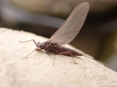 Leptophlebiidae