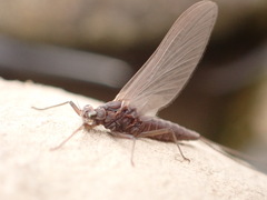 Leptophlebiidae
