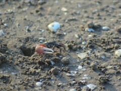 Leptuca uruguayensis