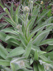 Hieracium scouleri