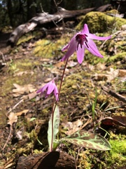 Erythronium hendersonii